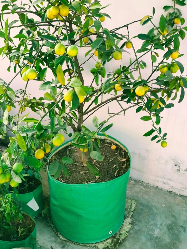 LEMON TREE @ TERRACE GARDEN